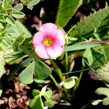 Image result for Oxalis semiloba
