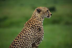 I enjoyed it so much i went back again this year and i am planning to return. Is Kenya Or Tanzania Better For A Safari