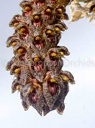 Image result for Biophytum crassipes