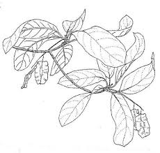 Image result for Terminalia sambesiaca