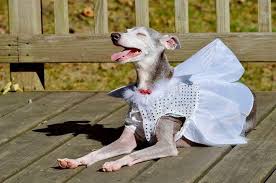 Why buy an italian greyhound puppy for sale if you can adopt and save a life? Boroughs Beyond Italian Greyhound Rescue Home Facebook