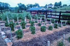 When to rototill your garden? Creating A No Till Raised Row Garden The Easiest Way To Garden Ever