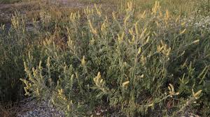 Ragweed ist ein aus nordamerika stammender neophyt. Ragweed Bekampfen Lebensart