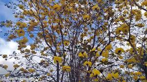 Image result for Aeollanthus homblei