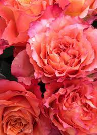 Free Spirt Roses Flowers Rose Flower Power
