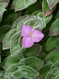 Image result for Tradescantia sillamontana