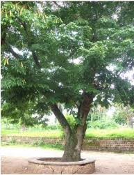 Image result for Millettia eetveldeana