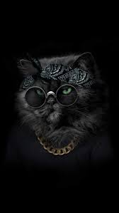 Animal Wallpapers Iphone Wallpapers Cat Phone Wallpaper Animal Wallpaper Wild Animal Wallpaper
