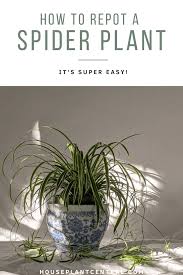 How to root a spider plant in soil. Repotting A Spider Plant When How Houseplant Central