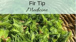 Check spelling or type a new query. Fir Tips Medicine And Fir Needle Tea