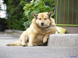 He's not fat, he's husky! Just Relaaaax Cute Funny Fat Dogs Hd Wallpaper Peakpx