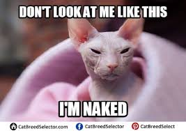 Pin On Funny Cute Angry Grumpy Cats Memes