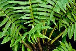 Image result for Blechnum tabulare