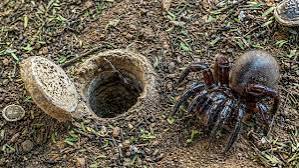 This Spider Hasn't Left This Hole in 20 Years. Here's Why
