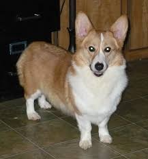 I didn't buy a puppy from you because you stopped me and asked all the right questions. Blackhills Corgis