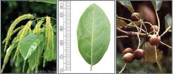 Image result for Terminalia bellirica