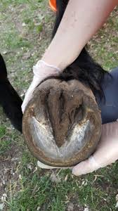 Pourriture Fourchette D Un Pied Nu Sain 1 Forum Cheval