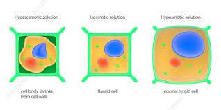 We did not find results for: Turgid Cell Keyword Search Science Photo Library