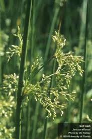 Image result for Juncus exsertus
