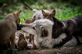 Image result for wolf cub