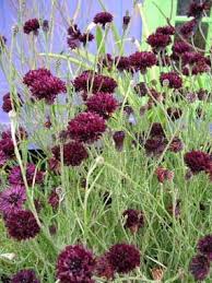 Bachelor's buttons is a common name for several plant species: Pin By Annie S Annuals Perennials On Plants I Have Annual Plants Plants Black Flowers