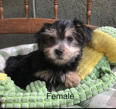 Maybe you would like to learn more about one of these? Female Black And Tan Yorkie Poo Pup In Florida Micheline S Pups