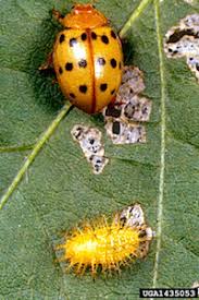 This beetle is found in eastern united states and parts of texas, arizona, colorado, and utah. Farm Calls Biocontrol Of Mexican Bean Beetle Sustainable Farming On The Urban Fringe