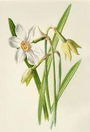 White Poet S Daffodil Antique Flower Print C Etsy Flower Prints Art Botanical Drawings Antique Botanical Print