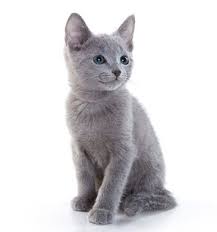 котик