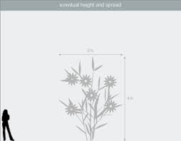 Maybe you would like to learn more about one of these? Buy Clematis Group 3 Clematis Triternata Rubromarginata