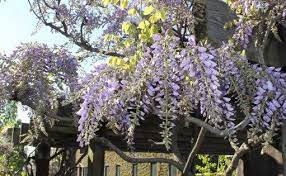Interior Plants Services In New York City In 2020 Plants Interior Plants Perfect Plants