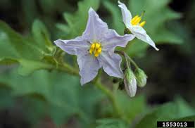 Image result for Solanum sp. A