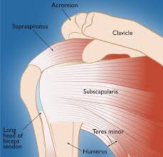 Specifically, the four rotator cuff muscles include the following Rotator Cuff Tears Orthoinfo Aaos