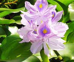 Eceng gondok dengan nama latin eichhornia crassipes merupakan jenis tumbuhan yang mengapung di air. Ketahui Beberapa Ciri Khusus Eceng Gondok Beserta Fungsinya