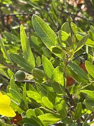 Image result for Boscia mossambicensis
