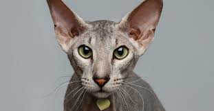 The following tests are included in this combination:laryngeal paralysis with polyneuropathy type 3 (lppn3), leonberger polyneuropathy 1 (lpn1), leonberger polyneuropathy 2 (lpn2) and leukoencephalomyelopathy (lemp). Hairless Cats Breeds Info And Facts Petfinder