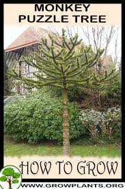 Native to north eastern queensland in australia, the western province of papua new guinea and also the eastern maluku islands where it is used mainly for environmental management and timber, when a mean annual height increase of 3 to 4 meters will be obtained if grown near the equator. Monkey Puzzle Tree How To Grow Care