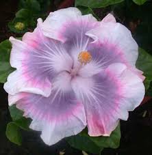 Image result for Hibiscus torrei
