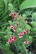 Image result for Indigofera inhambanensis