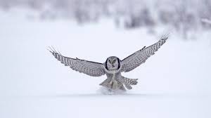 1920x1080 Owl Wallpaper For Desktop Background Owl Wallpaper Owl Pictures Animal Wallpaper