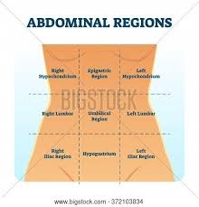 When studying the body's anatomy and physiology, you can't miss the abdominal quadrants of the body. Abdominal Quadrant Vector Photo Free Trial Bigstock
