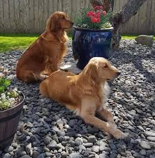 Golden retrievers are renowned for their gorgeous gold coats and large, dark eyes. Willows Akc Golden Retriever Puppies Posts Facebook