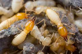 Worth pest control is an approved pest company across dallas and fort worth metroplex. Choose The Right Company For Effective Pest Control By Om Pest Control Medium
