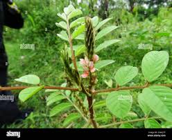 Image result for Indigofera astragalina