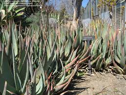 Image result for Aloe aculeata × excelsa