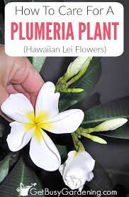 Plumeria Plant Care Guide How To Grow Plumeria Plants Plant Care Plant Care Instructions Plumeria Care