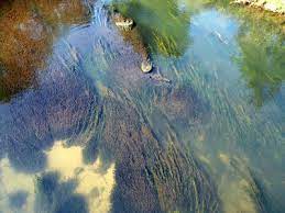 Turbidity Total Suspended Solids Water Clarity Environmental Measurement Systems