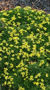 Image result for Eriosema pumilum