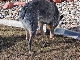 Mesa county lost and found pets