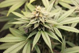 Image result for Cannabis sativa